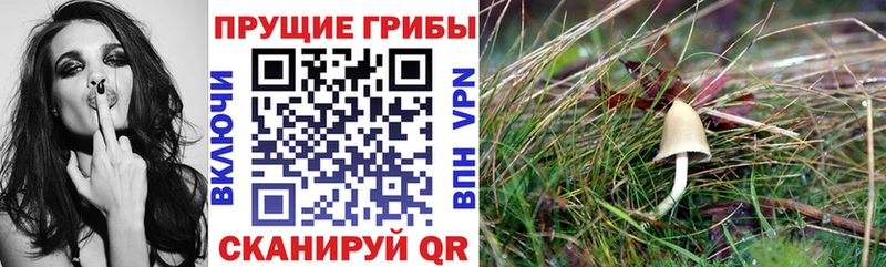 это телеграм  hydra зеркало  Галлюциногенные грибы Psilocybe  Белгород  где продают наркотики 